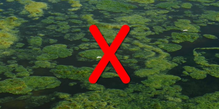 Cut Out Algae.jpg