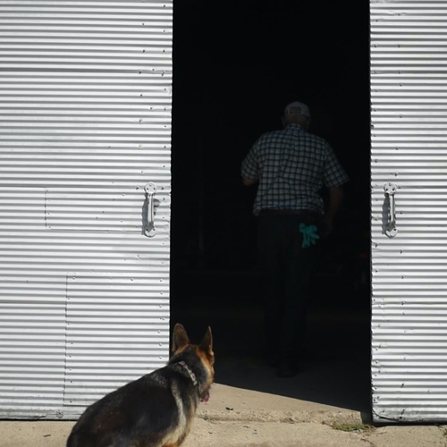 Rodney-Walking-into-Shed