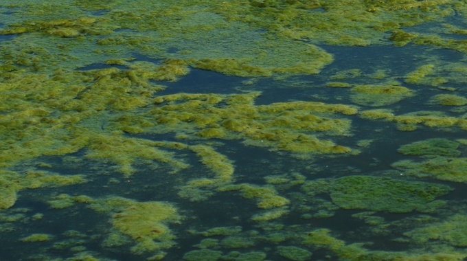 Will algae grow in your water storage tanks.jpg