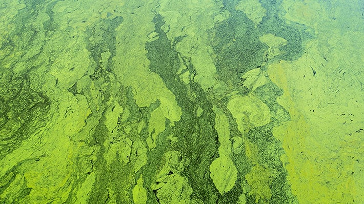 Will-Algae-in-Your-Water-Tank-Harm-Humans-Pets-or-Plants