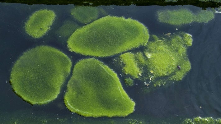 What Temperature Does Algae Grow 