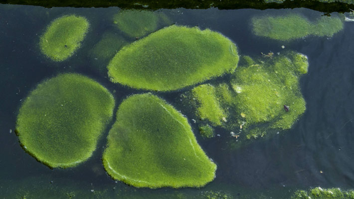 How Why Does Algae Grow In A Water Storage Tank